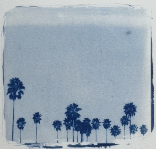 palmiers_cyanotype_#2