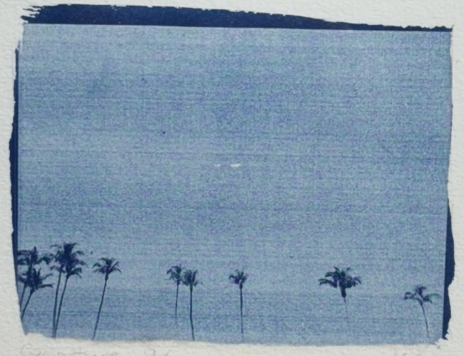 palmiers_cyanotype_#3