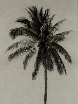 palmier_curve_moyen_format