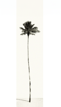 palmiers_moyen