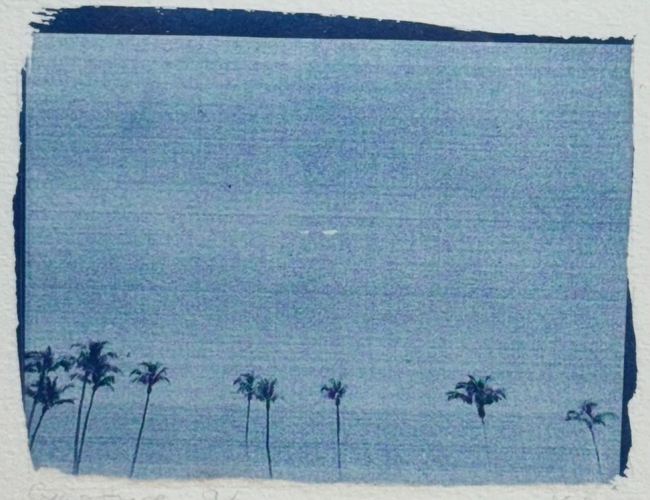 palmiers_cyanotype_#3